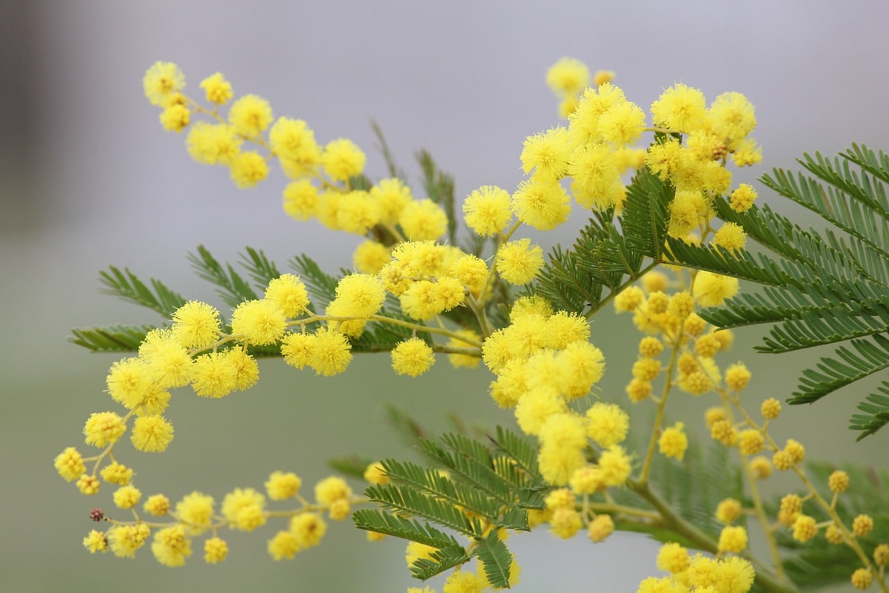 Quelles Fleurs Pour Mon Jardin Just In D Co